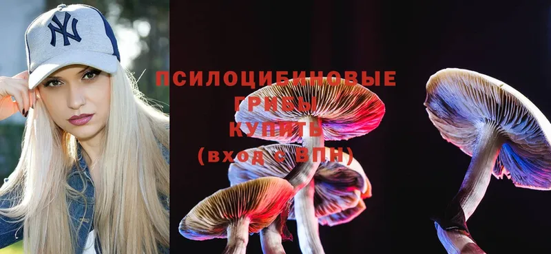 Галлюциногенные грибы Psilocybine cubensis  Иннополис 